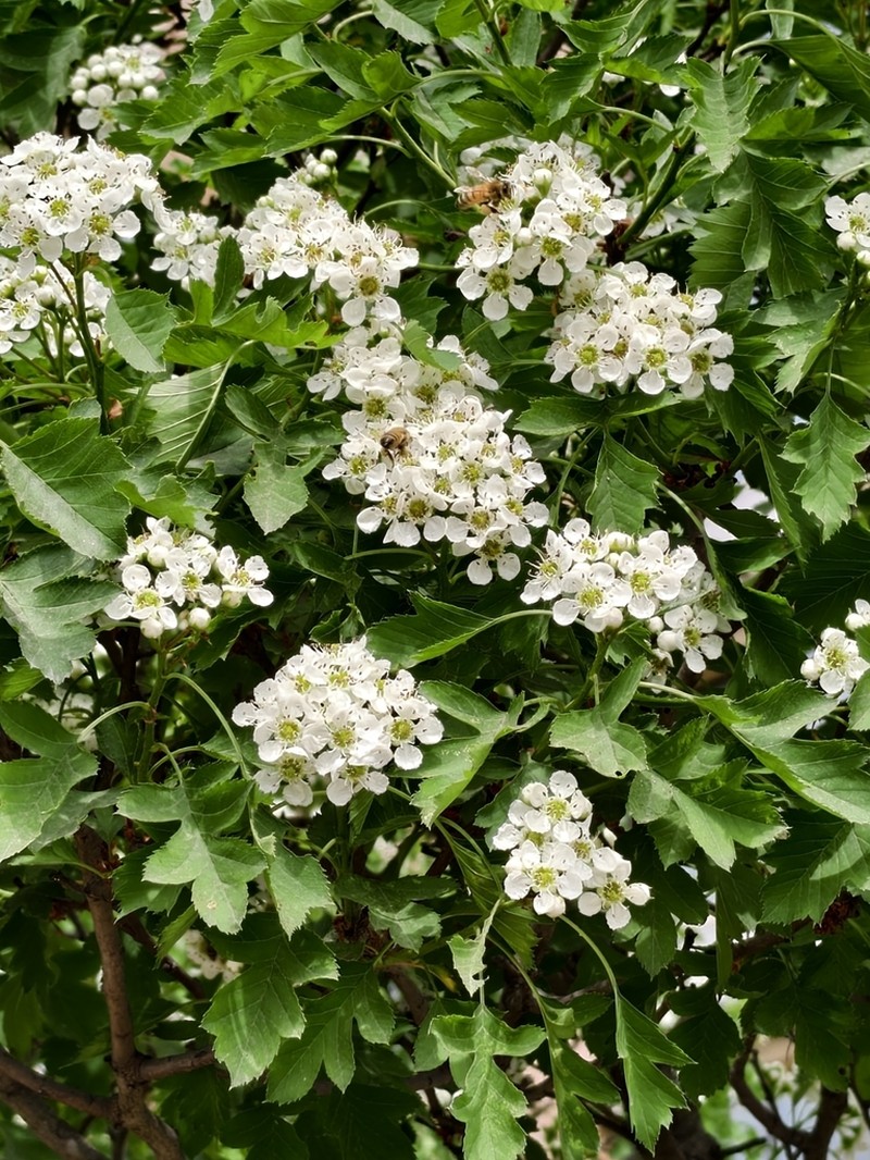 Chinese Haw photo 4