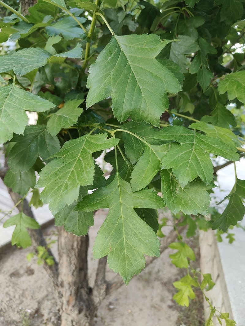 Chinese Haw photo 5
