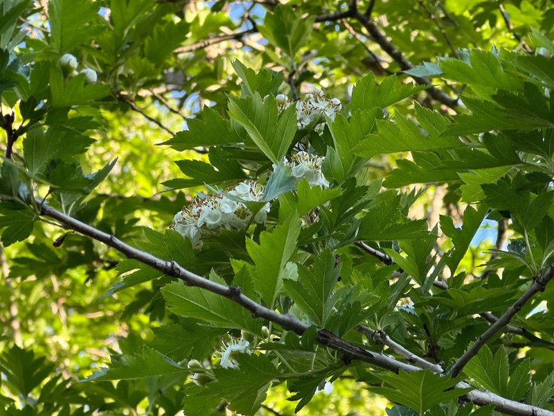 Chinese Haw photo 6