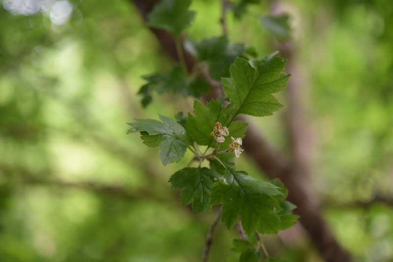 Chinese Haw photo 7