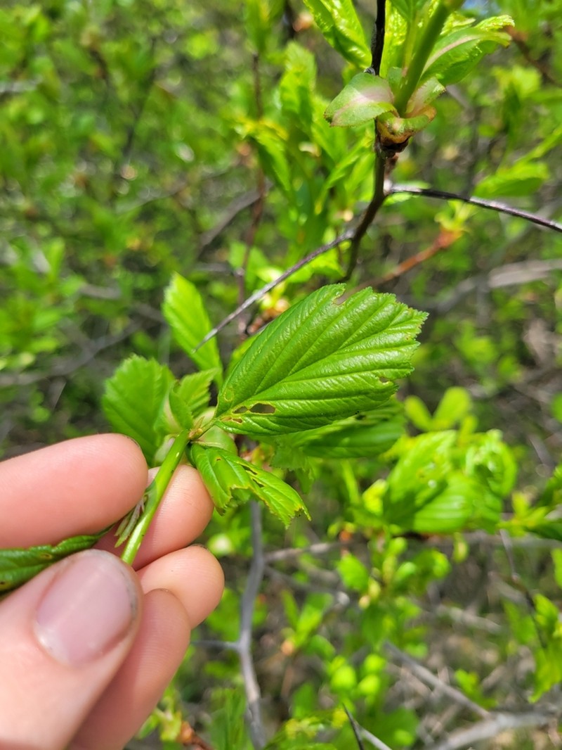 Crataegus pisifera photo 2