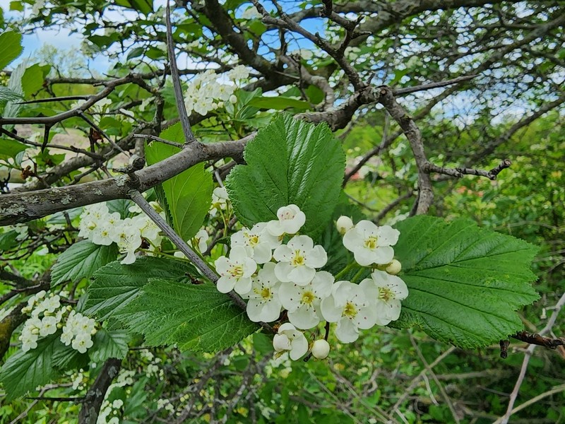 Crataegus pisifera photo 3