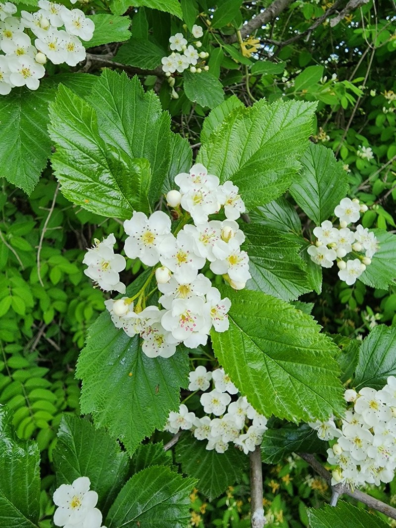 Crataegus pisifera photo 4