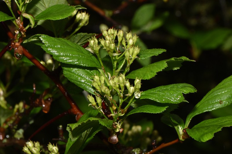 Crataegus pisifera photo 5