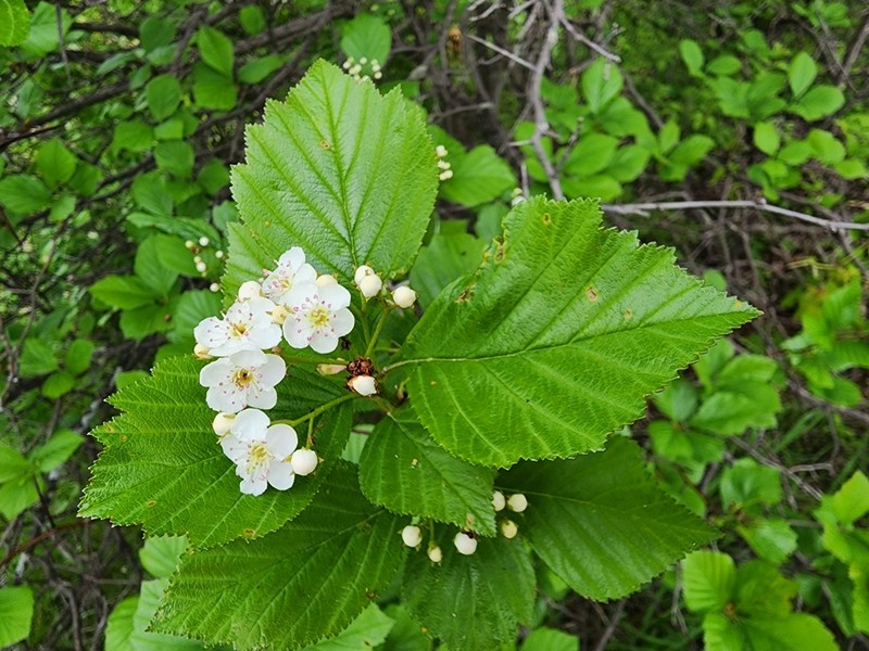 Crataegus pisifera photo 6