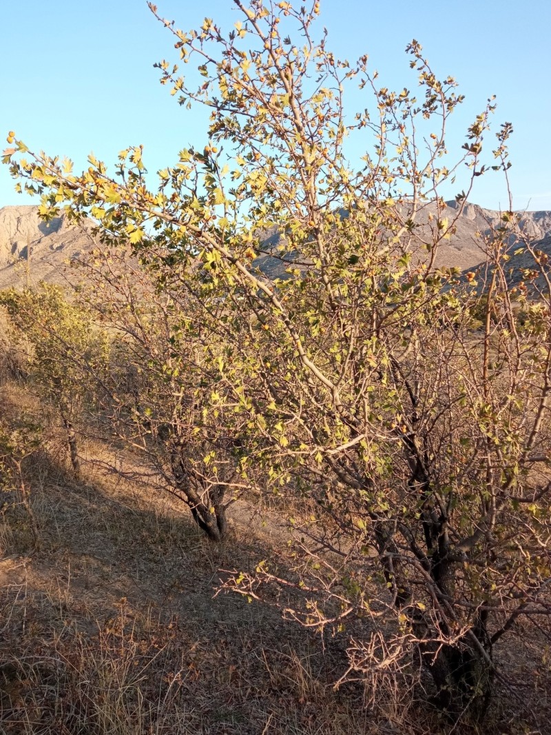 Crataegus pontica photo 2