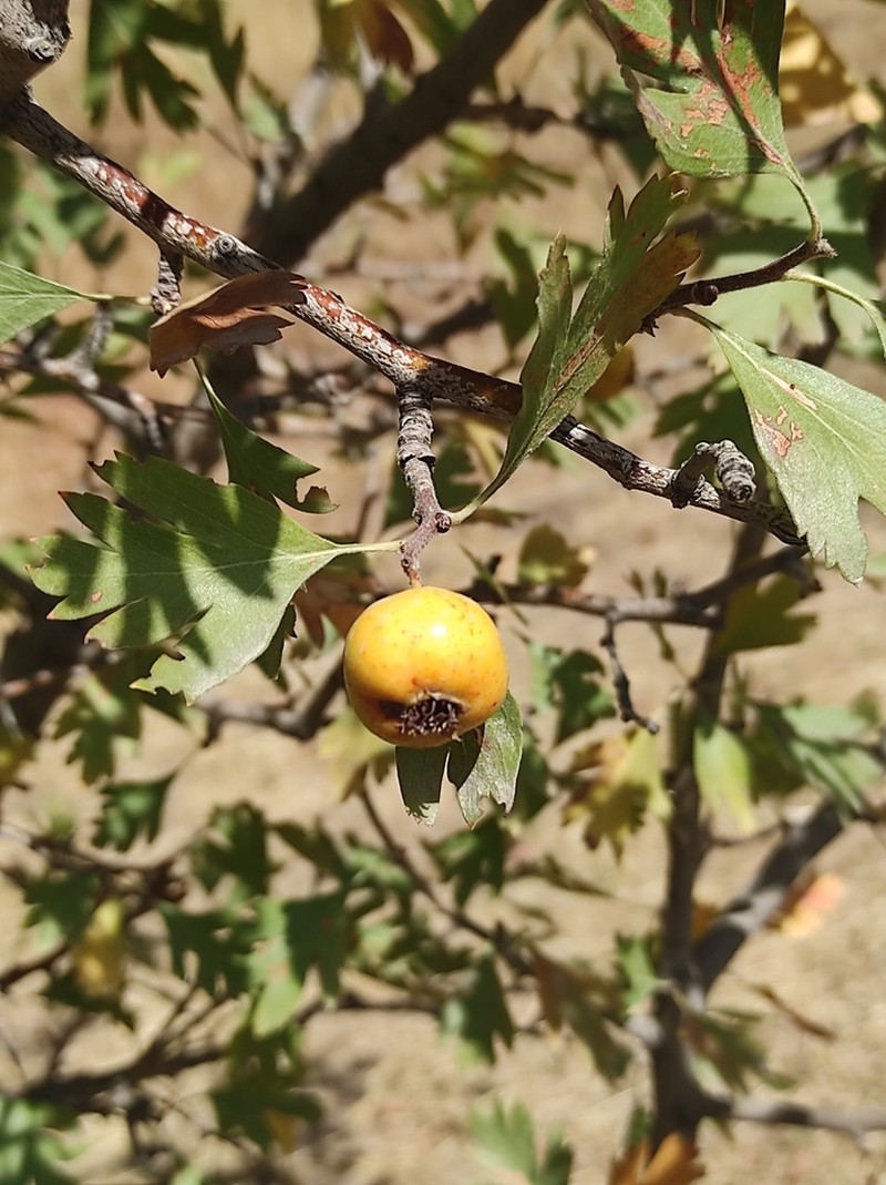 Crataegus pontica photo 3