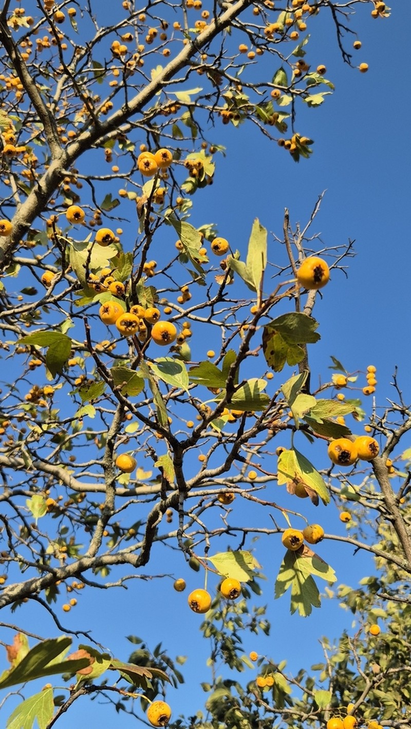 Crataegus pontica photo 4