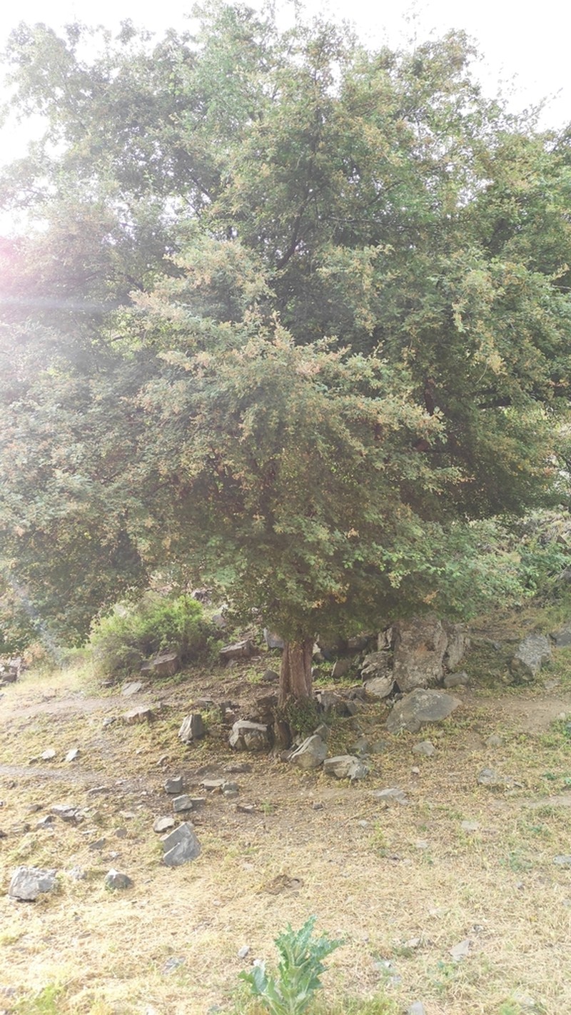 Crataegus pontica photo 5
