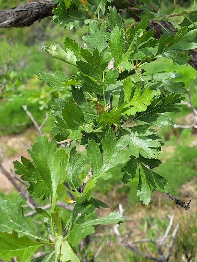 Crataegus pontica photo 6