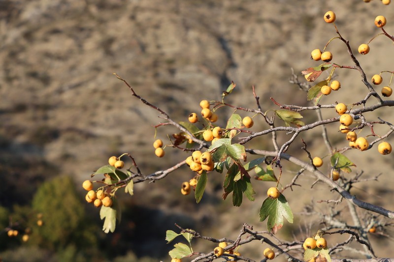 Crataegus pontica photo 7