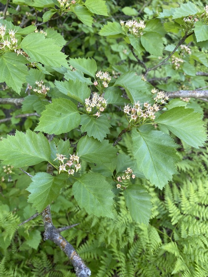 Grand Rapids Hawthorn