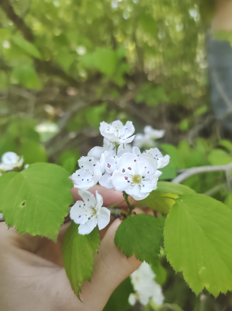 Grand Rapids Hawthorn photo 6