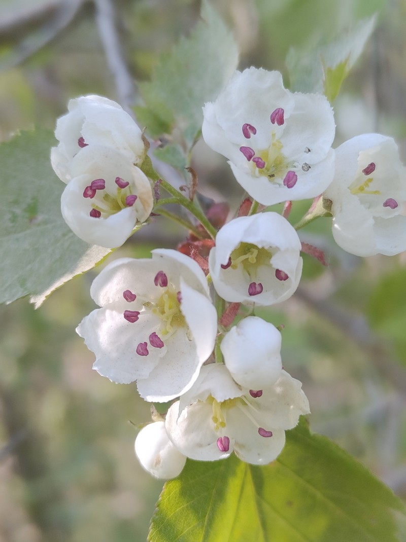 Adorned Hawthorn photo 5