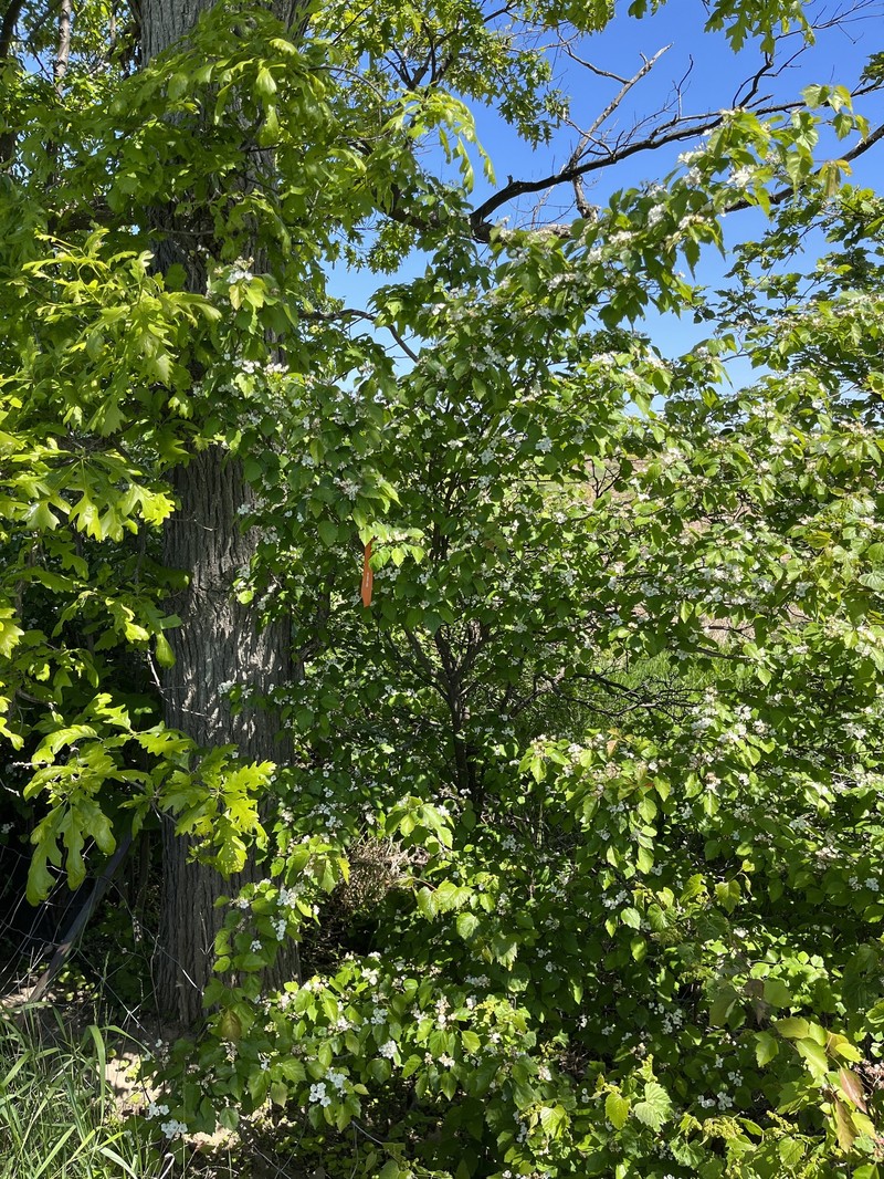 Adorned Hawthorn photo 8