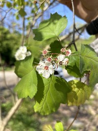 Crataegus pringlei
