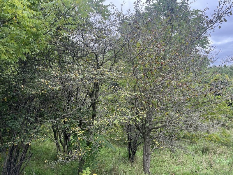 Crataegus pringlei photo 3