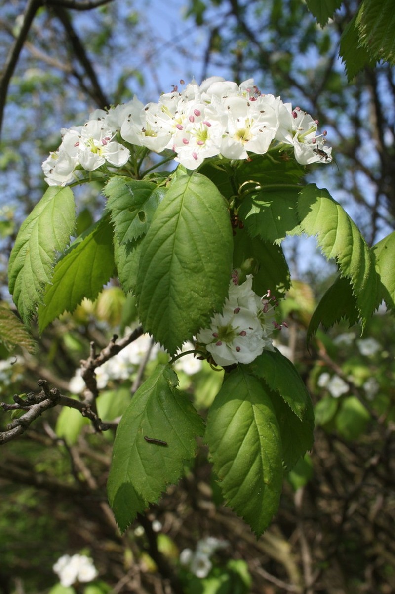 Crataegus pringlei photo 4