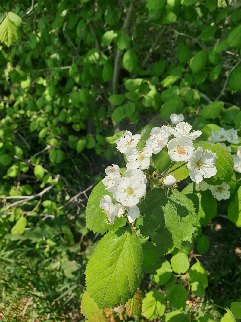 Crataegus pringlei photo 5