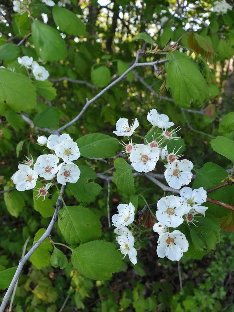 Crataegus pringlei photo 6