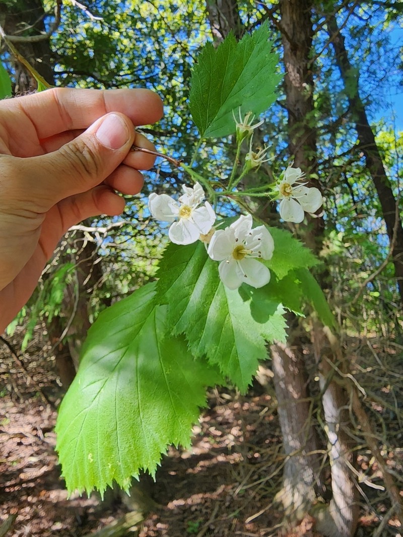 Crataegus pringlei photo 7
