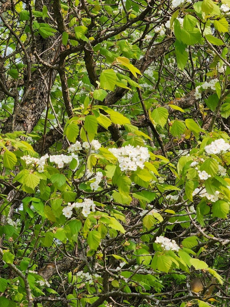 Crataegus pringlei photo 8