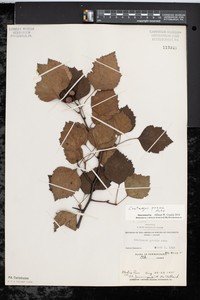 Illinois Hawthorn
