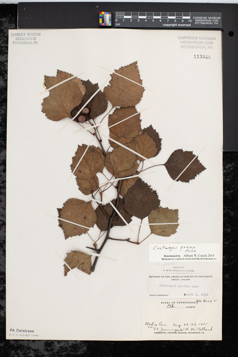 Illinois Hawthorn