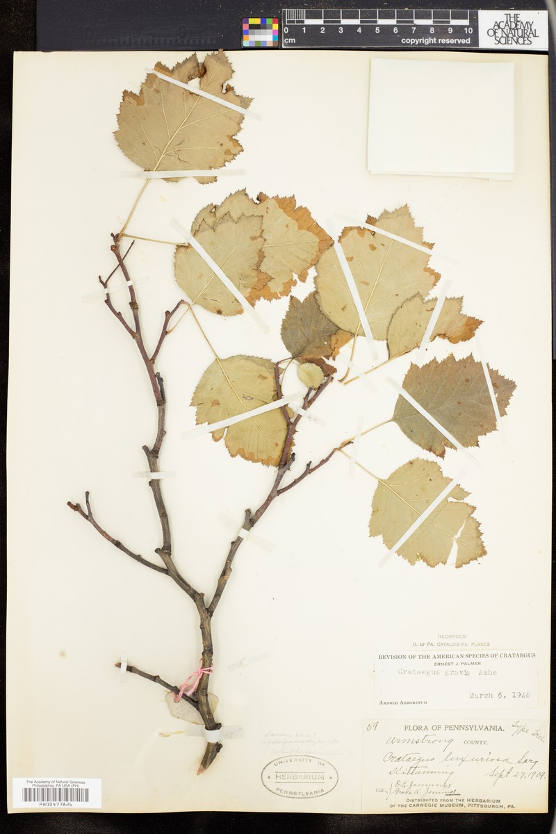Illinois Hawthorn photo 2