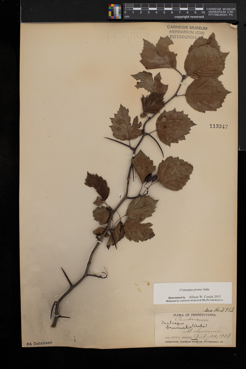 Illinois Hawthorn photo 3
