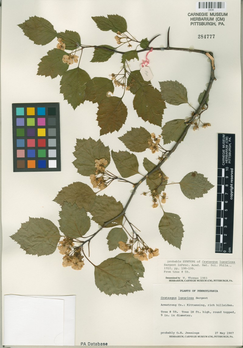 Illinois Hawthorn photo 4