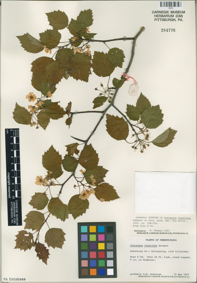 Illinois Hawthorn photo 5