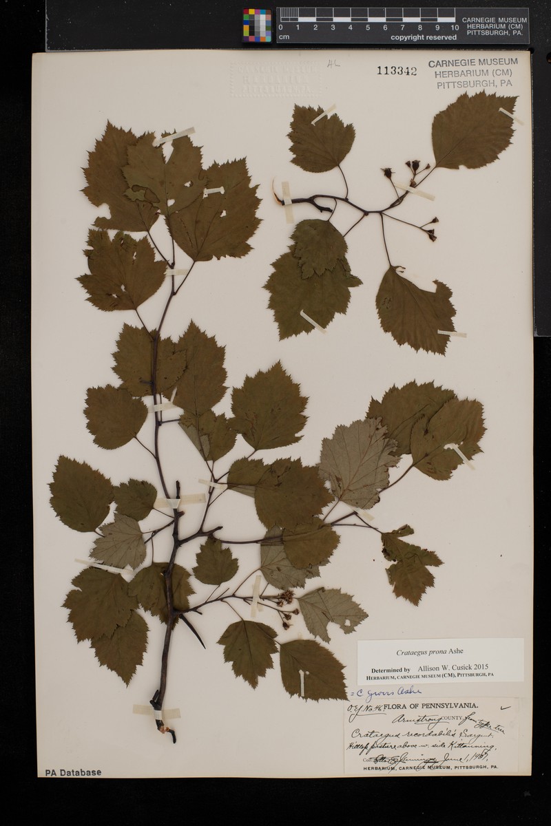 Illinois Hawthorn photo 6