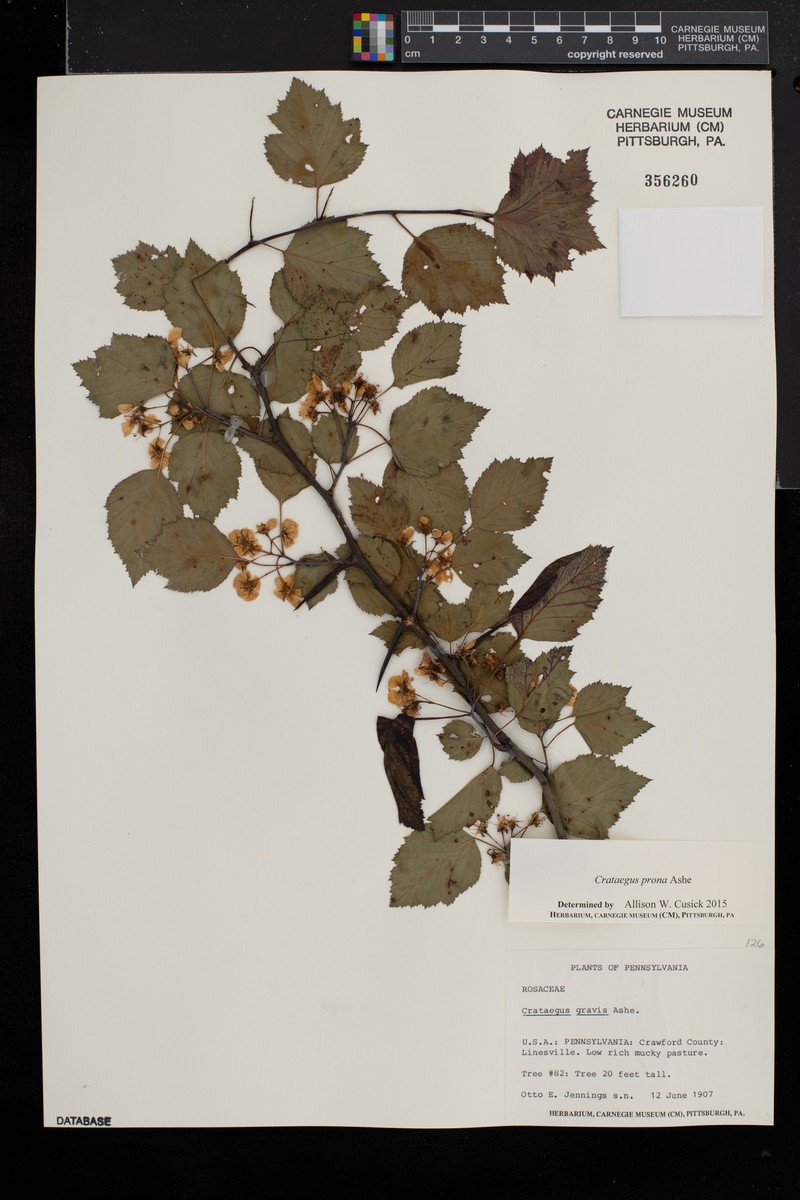 Illinois Hawthorn photo 7