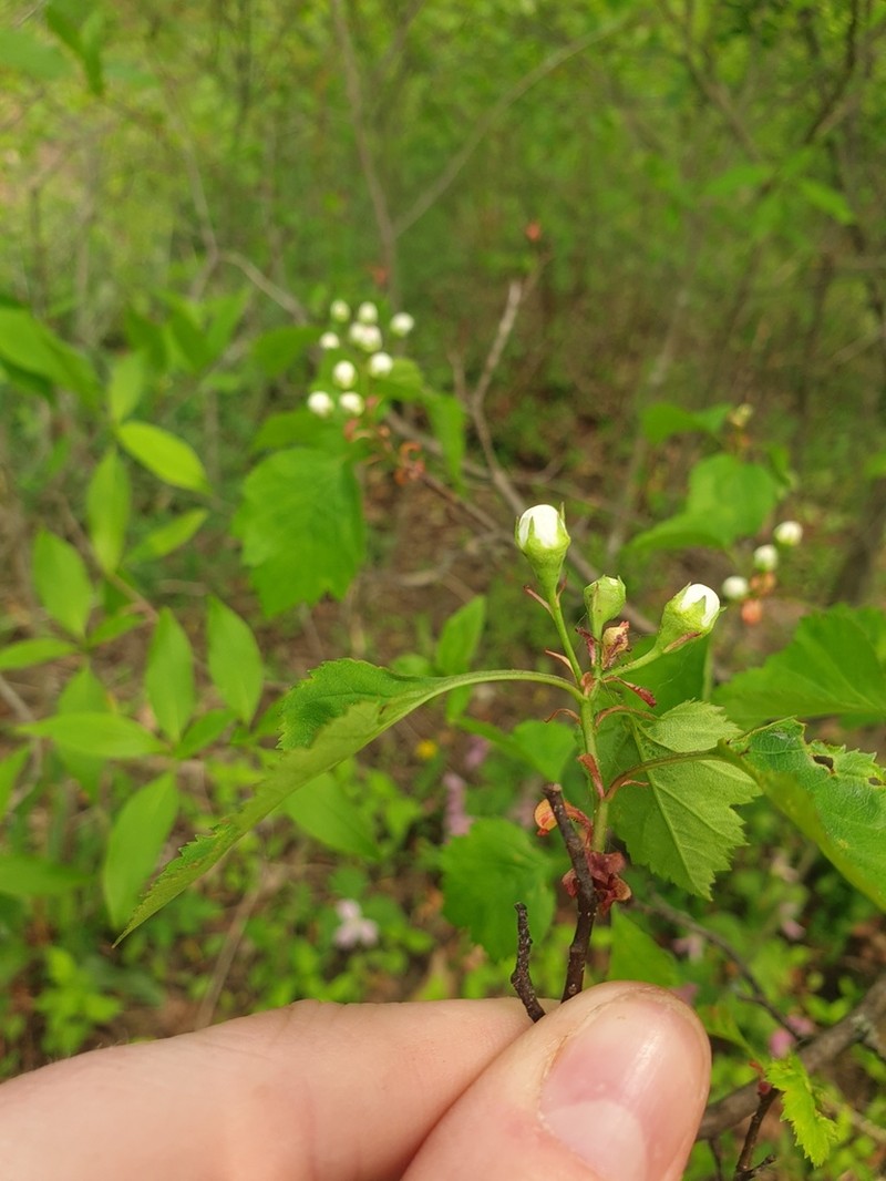 Waxyfruit Hawthorn photo 3
