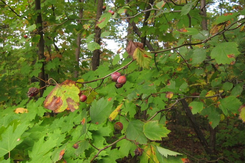 Waxyfruit Hawthorn photo 4