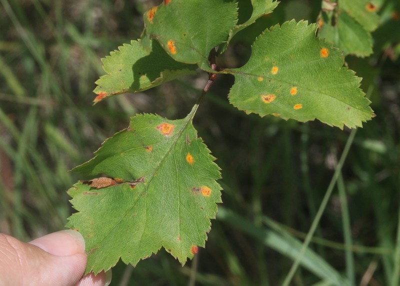 Waxyfruit Hawthorn photo 6