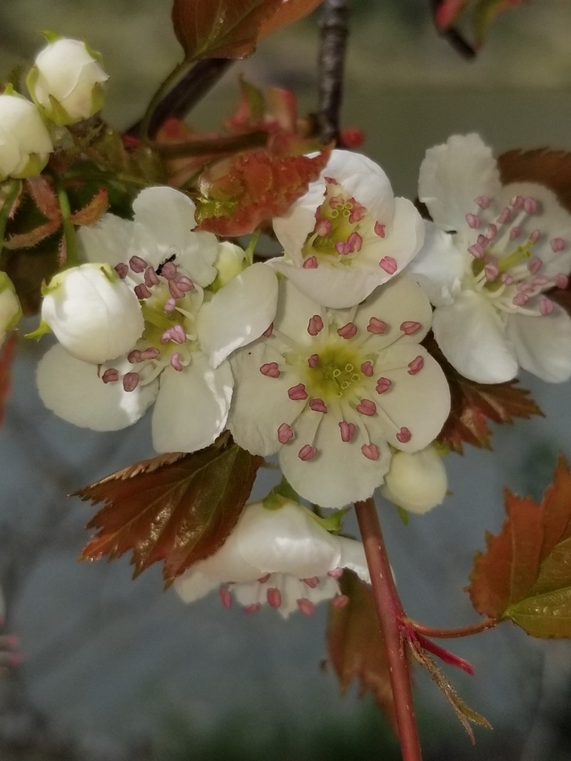 Waxyfruit Hawthorn photo 7