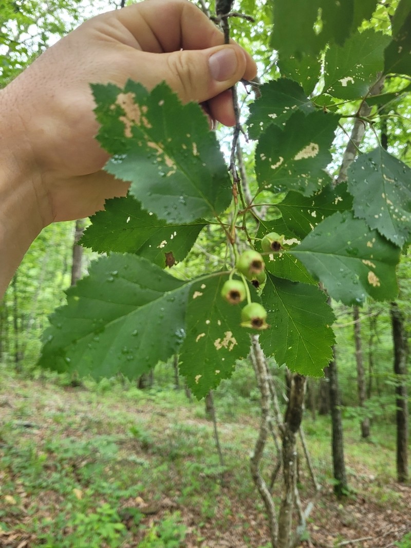 Waxyfruit Hawthorn photo 8