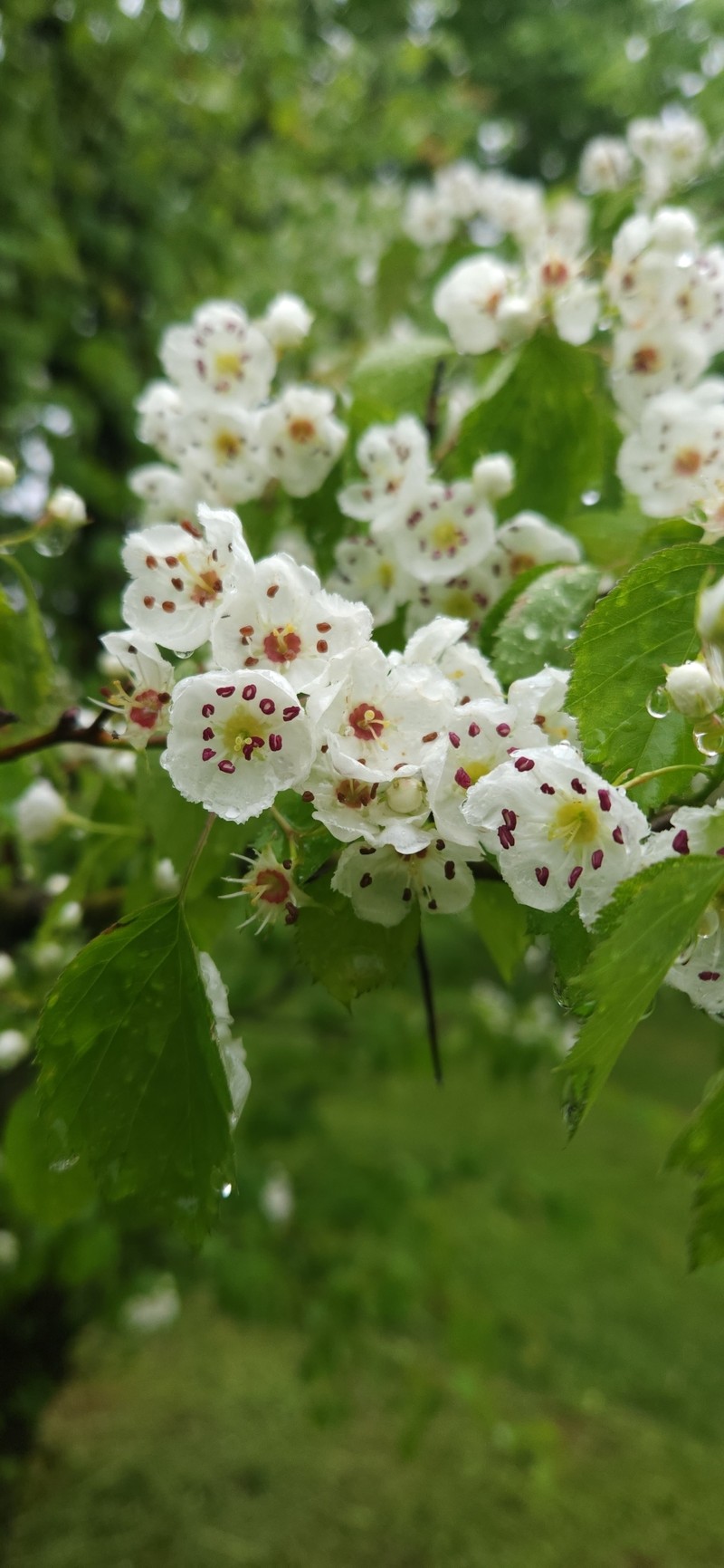 Northern Hawthorn