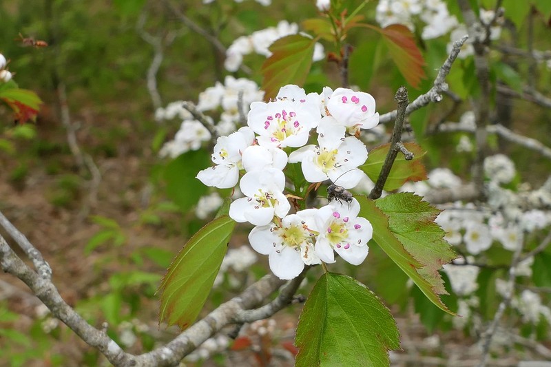 Northern Hawthorn photo 5
