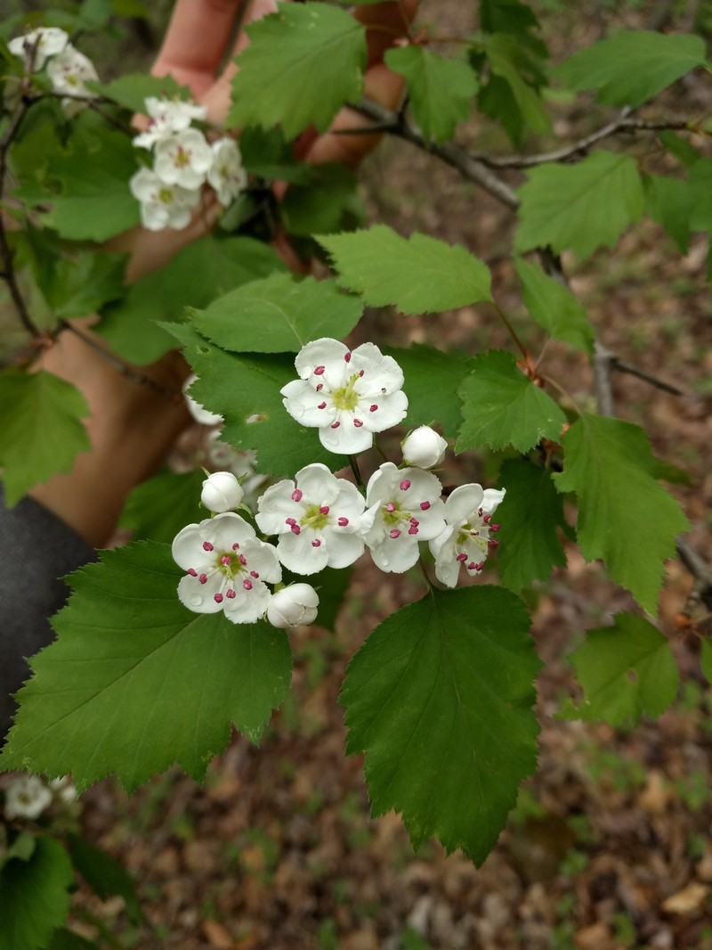 Northern Hawthorn photo 7