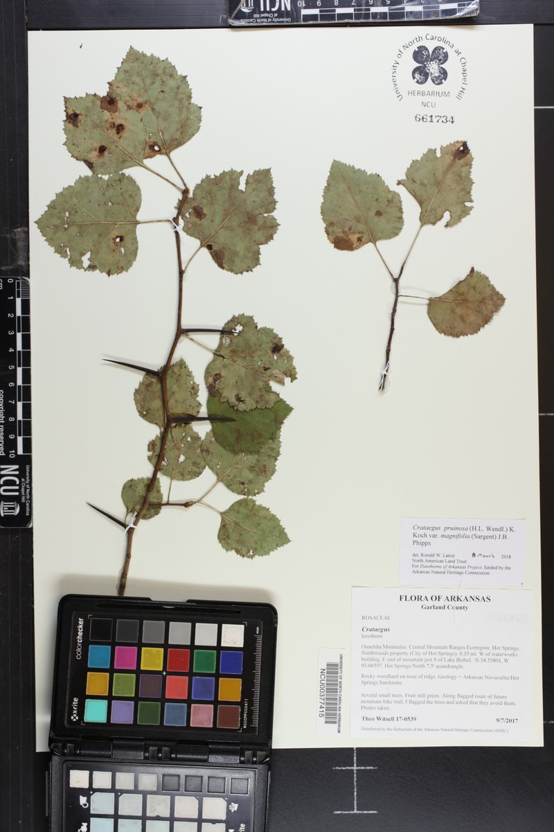 Crataegus pruinosa var. magnifolia photo 3