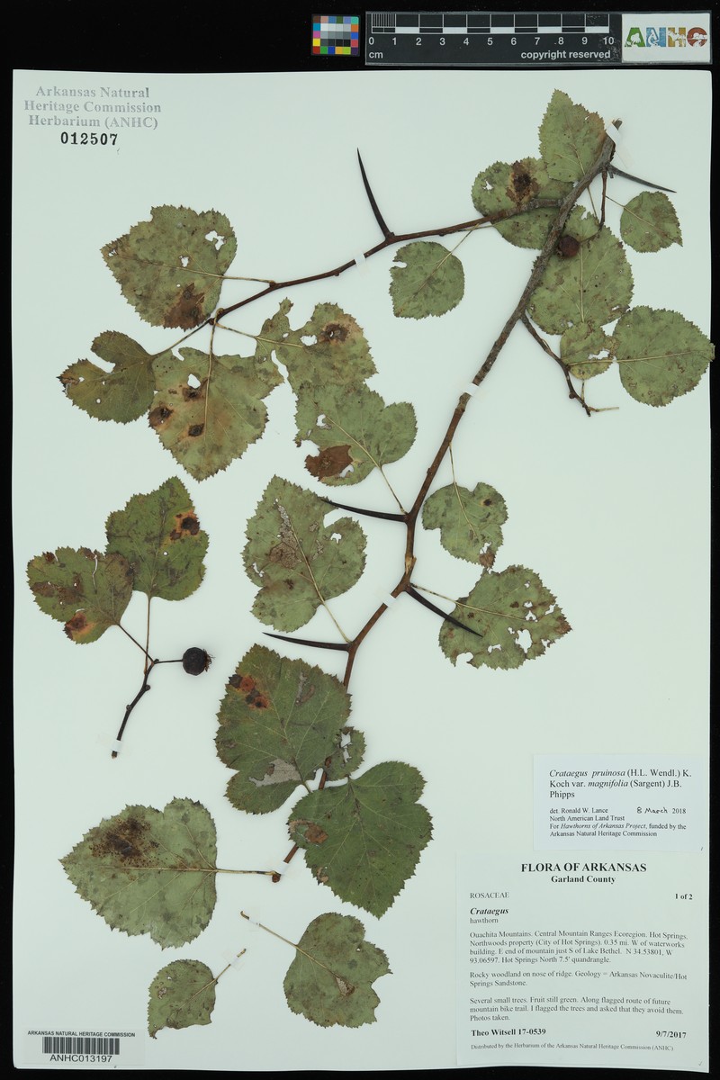 Crataegus pruinosa var. magnifolia photo 4