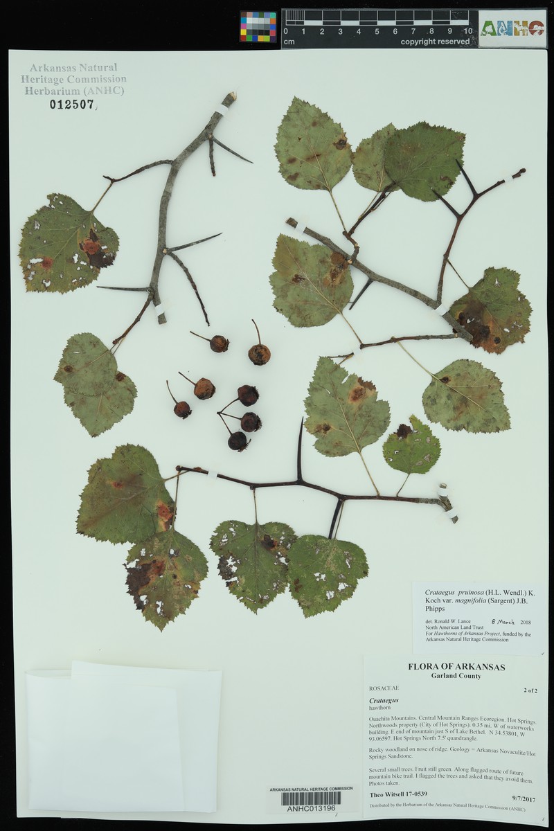 Crataegus pruinosa var. magnifolia photo 5