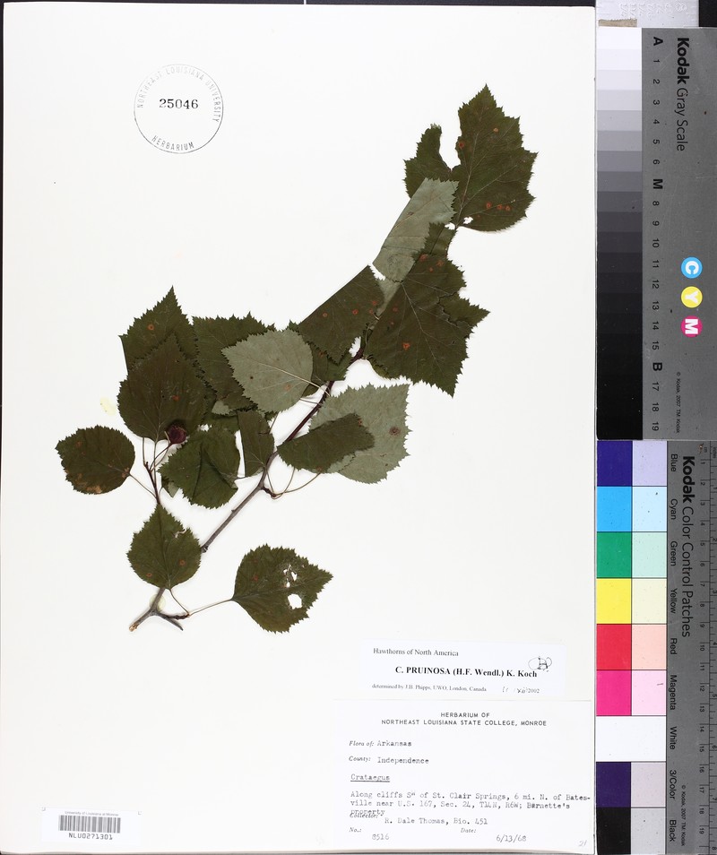 Crataegus pruinosa var. magnifolia photo 6
