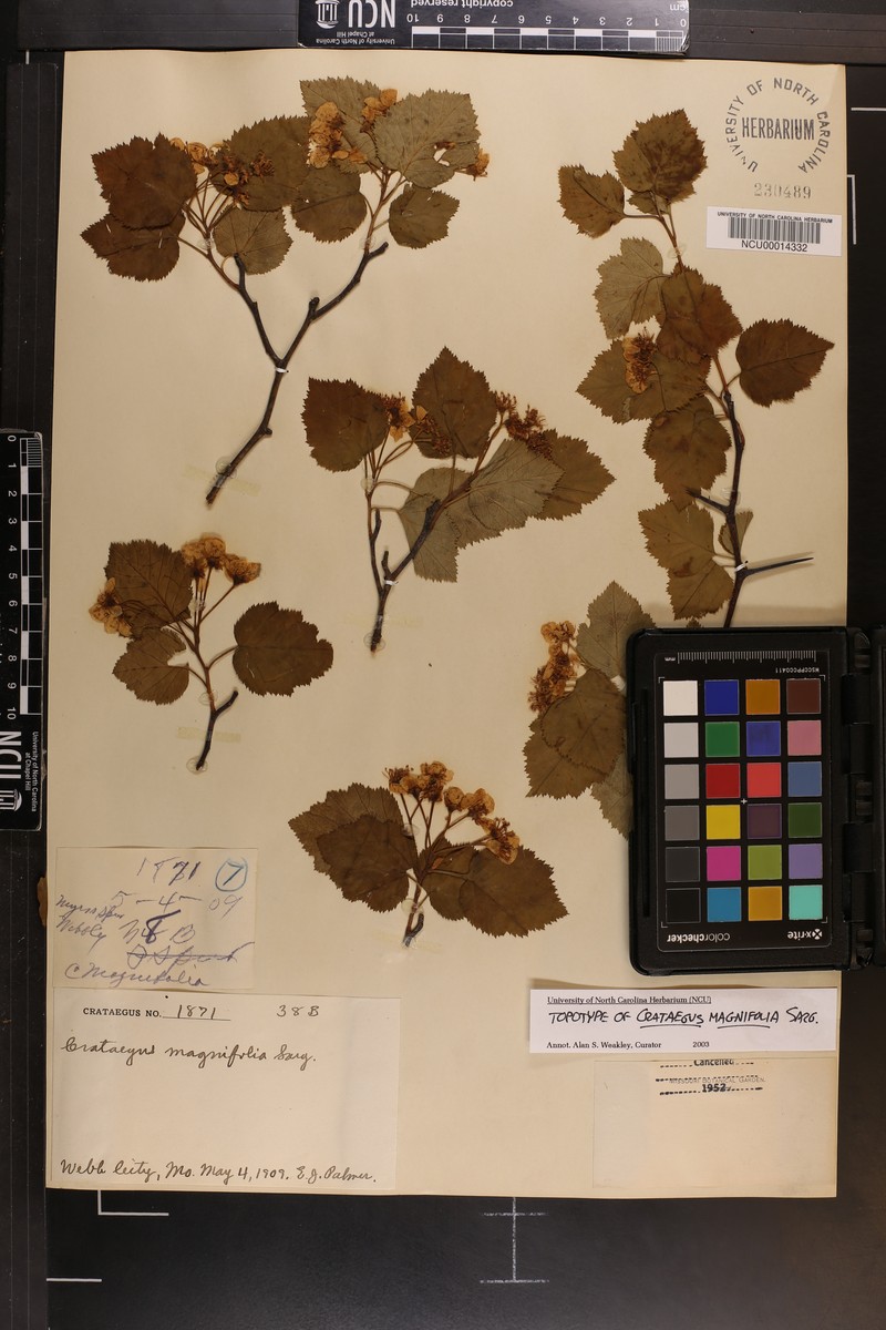 Crataegus pruinosa var. magnifolia photo 7