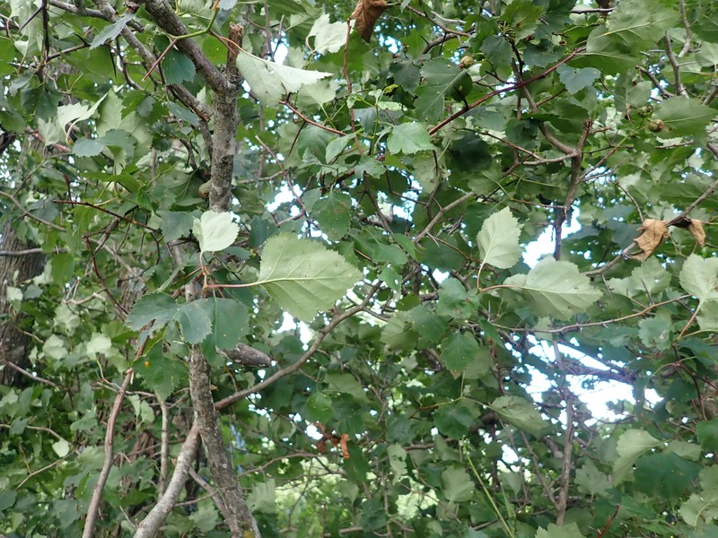 Crataegus pruinosa var. magnifolia