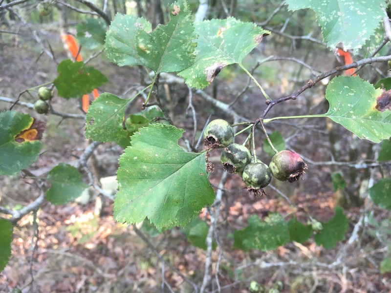 Crataegus pruinosa var. magnifolia photo 2