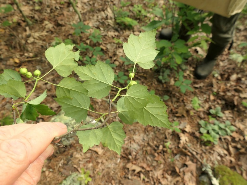 Carolina Hawthorn photo 5